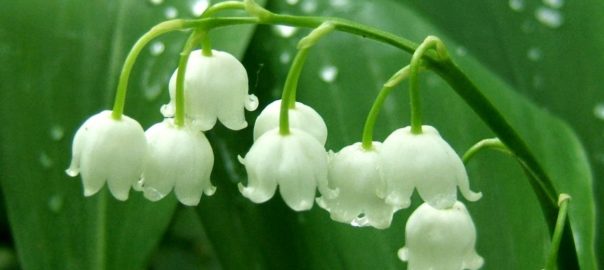 Muguet du 1er mai 604x270